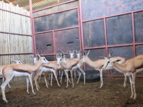9x Damara Springbok- Wit Tag/Damara Springbuck - White Tag V/F:9 (Per Stuk om lot te neem/Per piece to buy lot)