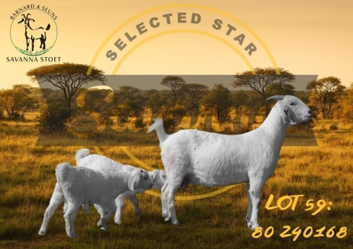 1 + 2 X SAVANNA FLOCK DOE BARNARD & SEUNS SAVANNA STOET