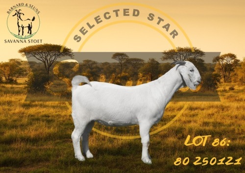 1 X SAVANNA STUD DOE BARNARD & SEUNS SAVANNA STOET