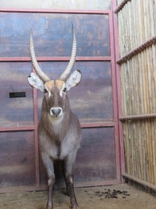 1x Waterbok/Waterbuck 29" M:1