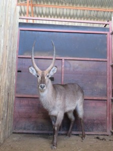 1x Waterbok/Waterbuck 28" M:1