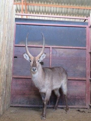 1x Waterbok/Waterbuck 28" M:1