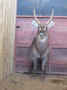 1x Waterbok/Waterbuck M:1