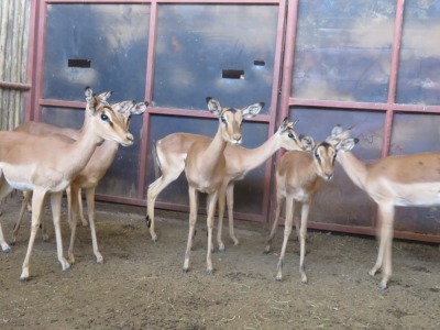 7x Rooibok/Impala V/F:7 (Per Stuk om lot te neem/Per piece to buy lot)