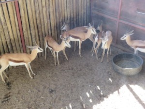 9x Kalahari Springbok/Springbuck V/F:9 (Per Stuk om lot te neem/Per piece to buy lot)