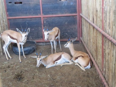 3x Springbok - Blou Tag/Springbuck 10" - Blue Tag V/F:3 (Per Stuk om lot te neem/Per piece to buy lot)