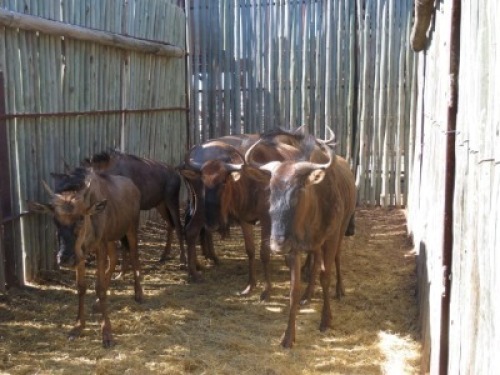 7x Blouwildebees/Blue Wildebeest M:1 V/F:6 (Per Stuk om lot te neem/Per piece to buy lot)
