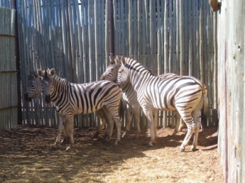 4x Sebra/Zebra M:2 V/F: 2 (Per Stuk om lot te neem/Per piece to buy lot)