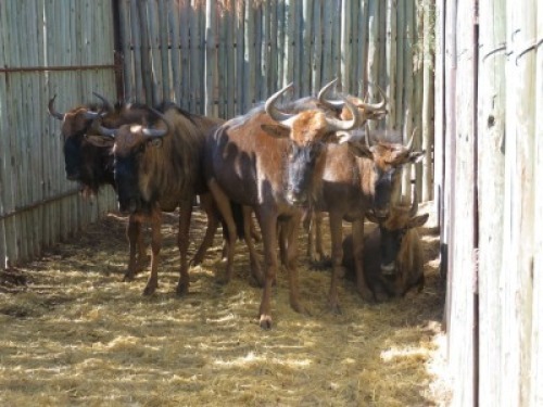 7x Blouwildebees/Blue Wildebeest M:1 V/F:6 (Per Stuk om lot te neem/Per piece to buy lot)