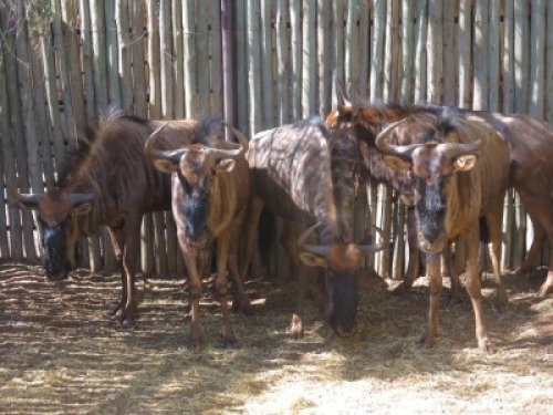 5x Blouwildebees/Blue Wildebeest V/F:5 (Per Stuk om lot te neem/Per piece to buy lot)