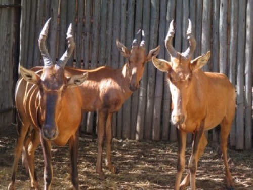 3x Rooihartebees/Red Heartbeest V/F:3 (Per Stuk om lot te neem/Per piece to buy lot)