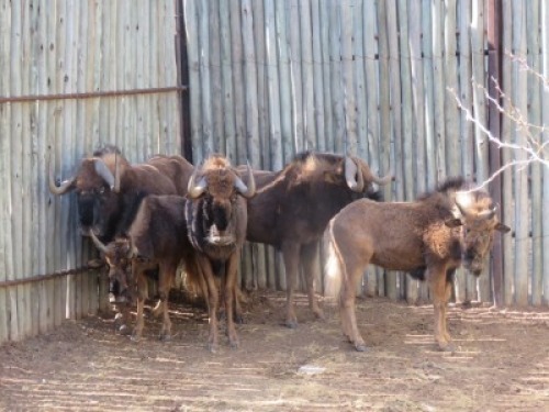 5x Swartwildebeeste/Black Wildebeast M:2 V/F:3 (Per Stuk om lot te neem/Per piece to buy lot)