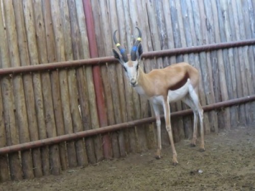 1x Kalahari Springbok/Springbuck 13 7/8" - Blou+Geel/Blue +Yellow M:1 V/F: