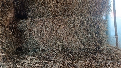 1 X Lusern A grade 25kg vierkant bale