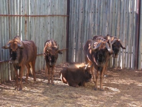 5x Swartwildebeeste/Black Wildebeast M:1 V/F:4 (Per Stuk om lot te neem/Per piece to buy lot)