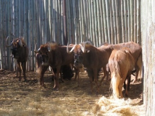 6x Swartwildebeeste/Black Wildebeast M:1 V/F: 5 (Per Stuk om lot te neem/Per piece to buy lot)