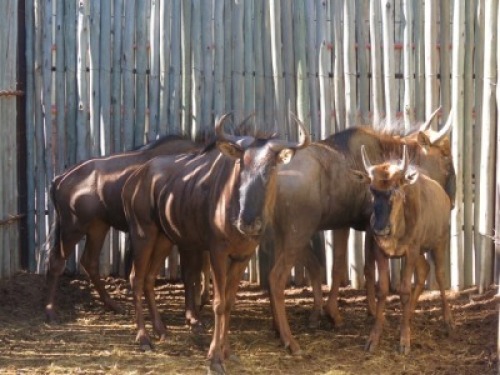 5x Blouwildebees/Blue Wildebeest M:1 V/F:4 (Per Stuk om lot te neem/Per piece to buy lot)
