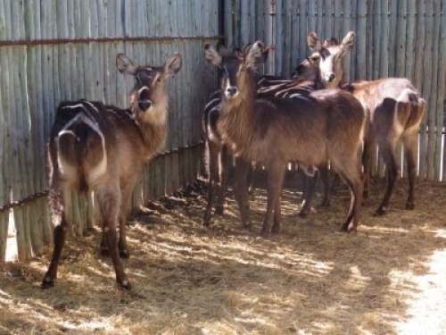 6x Waterbok/Waterbuck V/F:6 (Per Stuk om lot te neem/Per piece to buy lot)