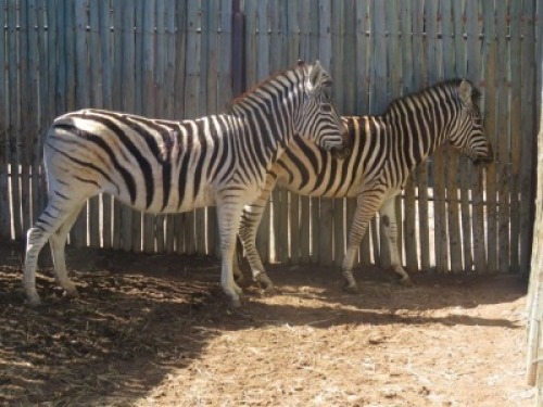 2x Sebra/Zebra M: 1 V/F:1 (Per stuk om lot te neem/Per piece to take lot)