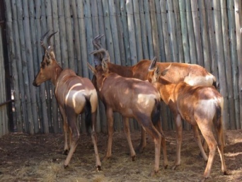 4x Rooihartebees/Red Heartbeest M:1 V/F:3 (Per Stuk om lot te neem/Per piece to buy lot)