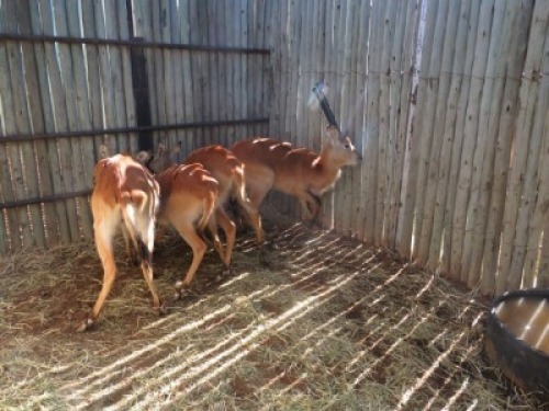 4x Lechwe M:1 V/F:3 (Per Stuk om lot te neem/Per piece to buy lot)