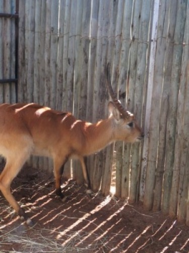 1x Lechwe M:1