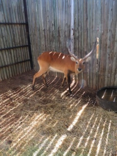 1x Lechwe M:1 25"