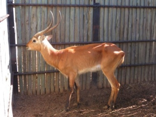 1x Lechwe M:1