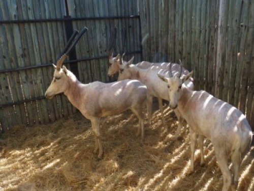 4x Wit Blesbok/White Blesbuck V/F:4 (Per Stuk om lot te neem/Per piece to buy lot)