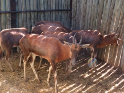 6x Blesbok/Blesbuck Jonk/Young (Per Stuk om lot te neem/Per piece to buy lot)