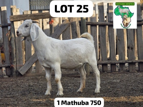 1 X SAVANNA COMMERCIAL DOE MATHUBA GENETICS