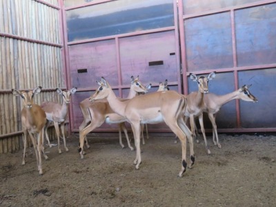 8x Rooibok/Impala V/F:8 (Per Stuk om lot te neem/Per piece to buy lot)