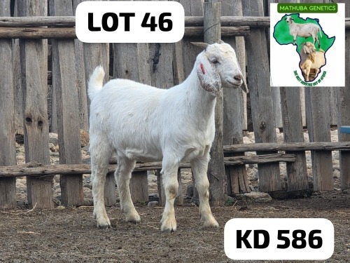 WITHDRAWN - 1 X SAVANNA DOE MATHUBA GENETICS