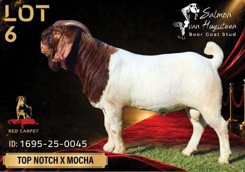 1 X BOER GOAT STUD 39-660 BUCK Salmon van Huyssteen Boer Goat Stud