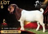 1 X BOER GOAT STUD 39-660 BUCK Salmon van Huyssteen Boer Goat Stud