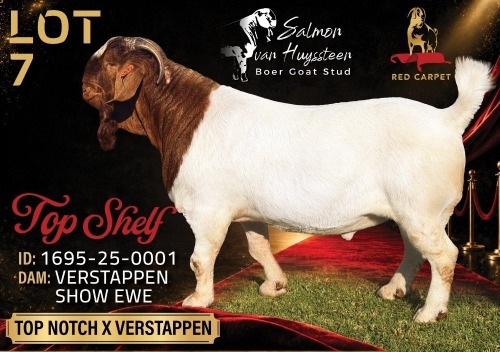1 X BOER GOAT STUD 52-23 BUCK Salmon van Huyssteen Boer Goat Stud