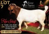 1 X BOER GOAT STUD 52-23 BUCK Salmon van Huyssteen Boer Goat Stud