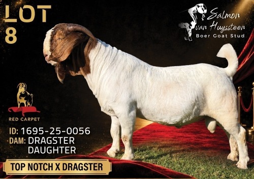 1 X BOER GOAT FLOCK ON TEAT 52-78 BUCK Salmon van Huyssteen Boer Goat Stud