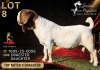 1 X BOER GOAT FLOCK ON TEAT 52-78 BUCK Salmon van Huyssteen Boer Goat Stud