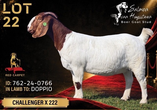 1 X BOER GOAT FLOCK ON COLOUR 8-539 PREGNANT DOE Salmon van Huyssteen Boer Goat Stud