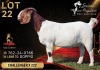1 X BOER GOAT FLOCK ON COLOUR 8-539 PREGNANT DOE Salmon van Huyssteen Boer Goat Stud