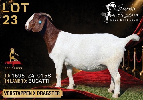 1 X BOER GOAT STUD 17-843 PREGNANT DOE Salmon van Huyssteen Boer Goat Stud