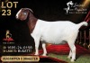 1 X BOER GOAT STUD 17-843 PREGNANT DOE Salmon van Huyssteen Boer Goat Stud