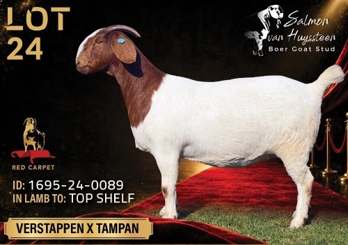 1 X BOER GOAT STUD 17-876 PREGNANT DOE Salmon van Huyssteen Boer Goat Stud