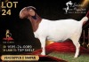 1 X BOER GOAT STUD 17-876 PREGNANT DOE Salmon van Huyssteen Boer Goat Stud