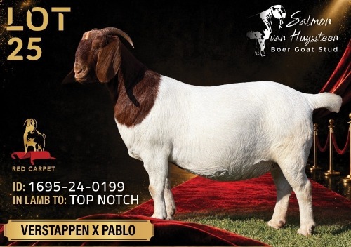 WITHDRAWN - 1 X BOER GOAT DOE Salmon van Huyssteen Boer Goat Stud