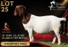 WITHDRAWN - 1 X BOER GOAT DOE Salmon van Huyssteen Boer Goat Stud