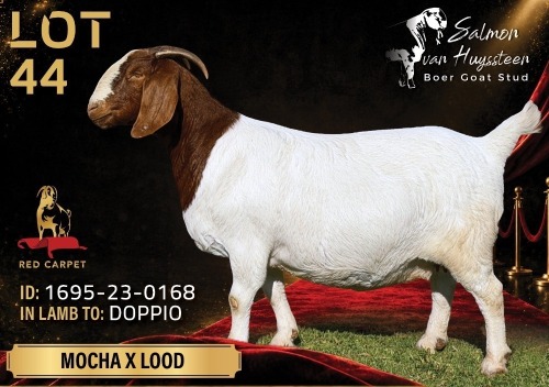 1 X BOER GOAT STUD 52-21 PREGNANT DOE Salmon van Huyssteen Boer Goat Stud