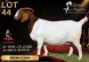 1 X BOER GOAT STUD 52-21 PREGNANT DOE Salmon van Huyssteen Boer Goat Stud