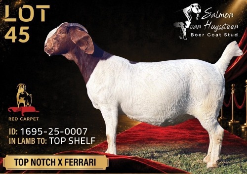 1 X BOER GOAT STUD 52-22 DOE Salmon van Huyssteen Boer Goat Stud